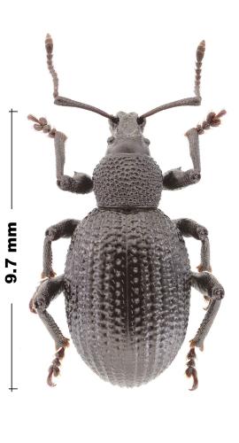 Otiorhynchus lugens